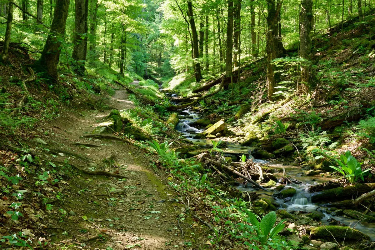 Wooded creek valley trail near Forest Park Ohio with the Mill Creek corridor