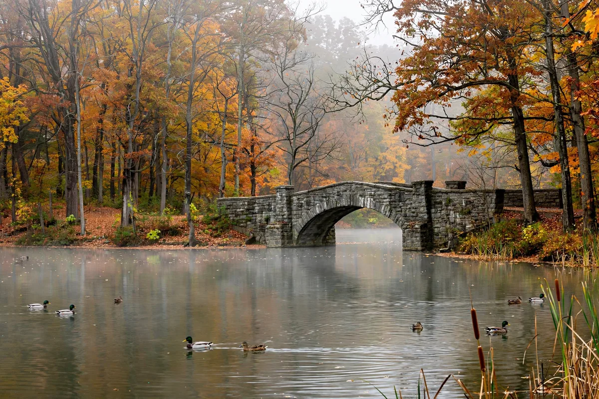 Shaker Lakes in Shaker Heights, Ohio, a serene lake with ducks, wooded shoreline, and a historic stone bridge on an autumn morning